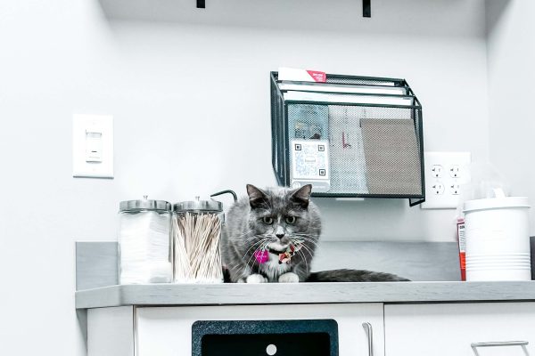 Services- Wellness-Cat in exam room